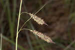 Barratt's sedge